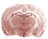 Rat Brain Image